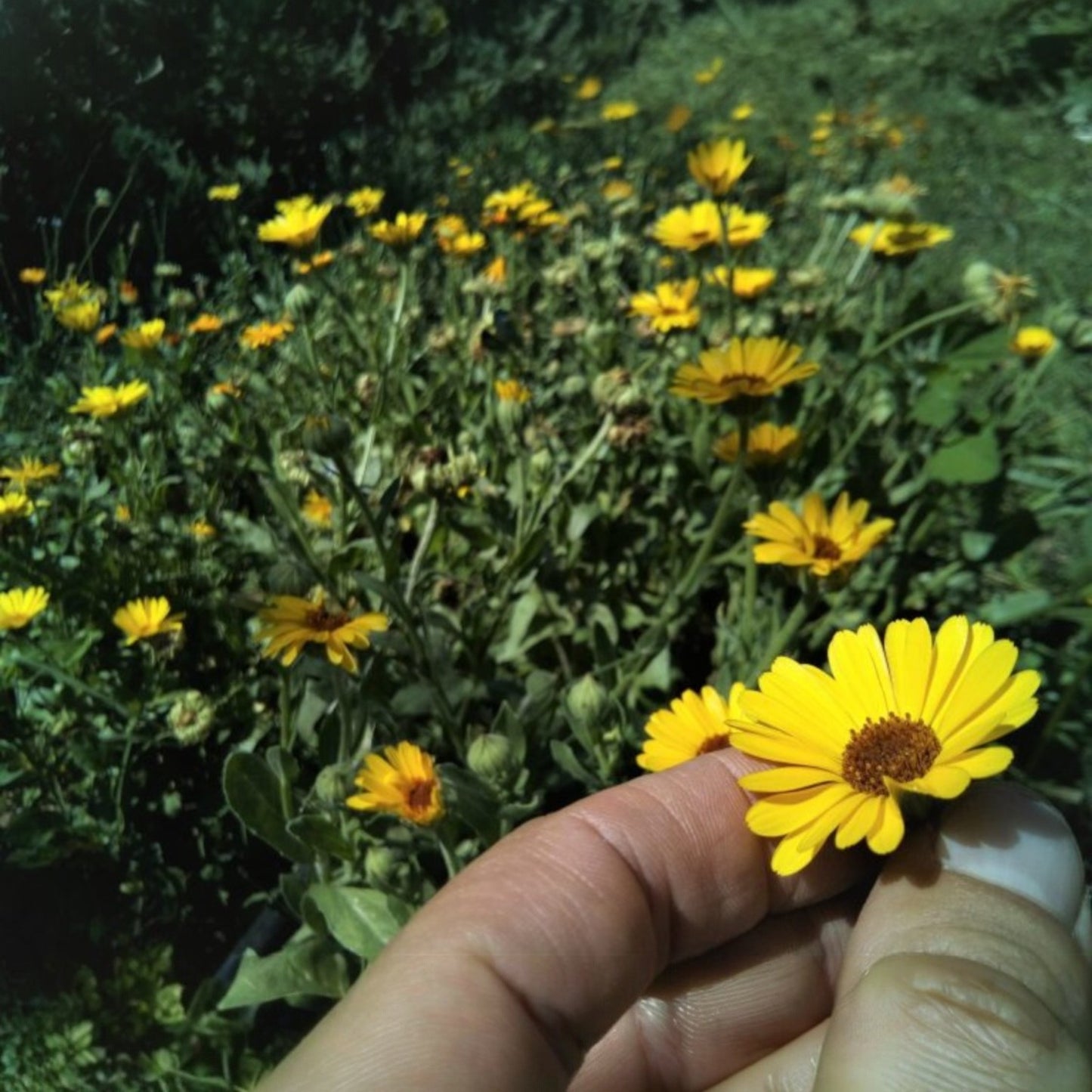 Calendula