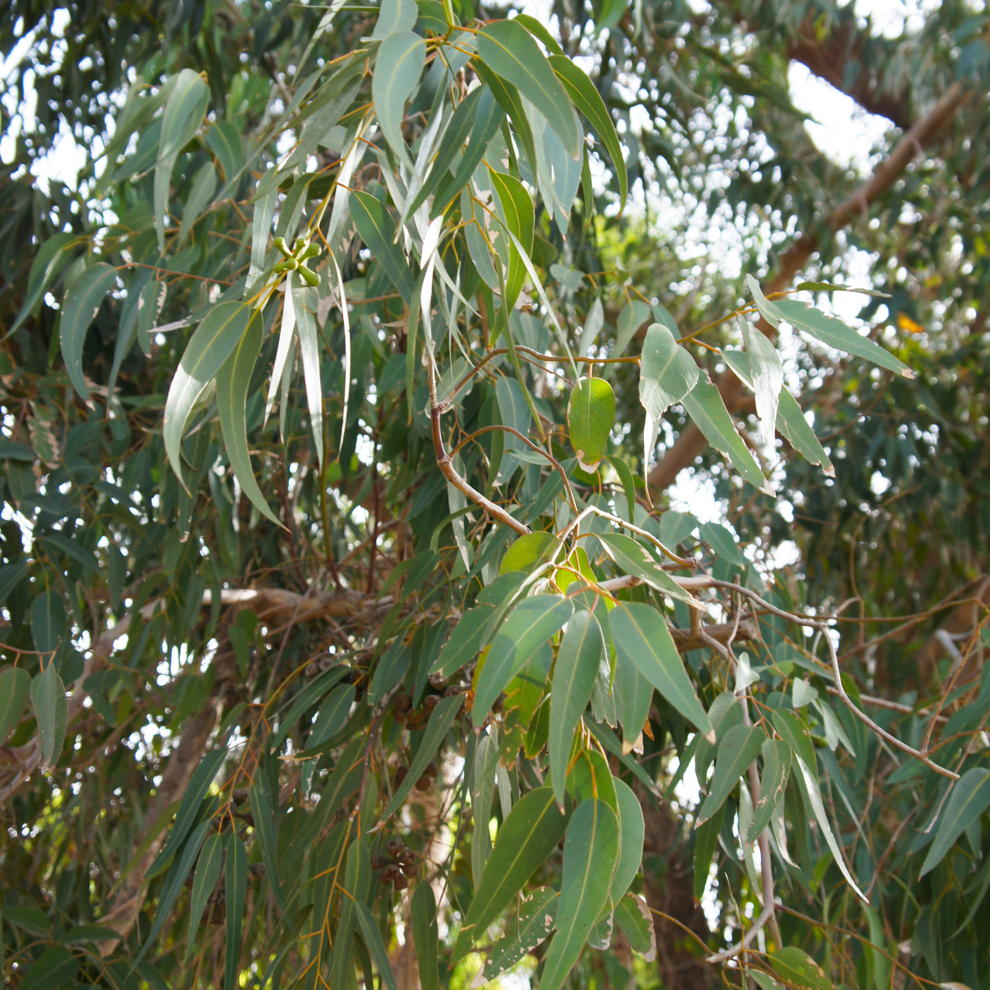 Eucalyptus citronné