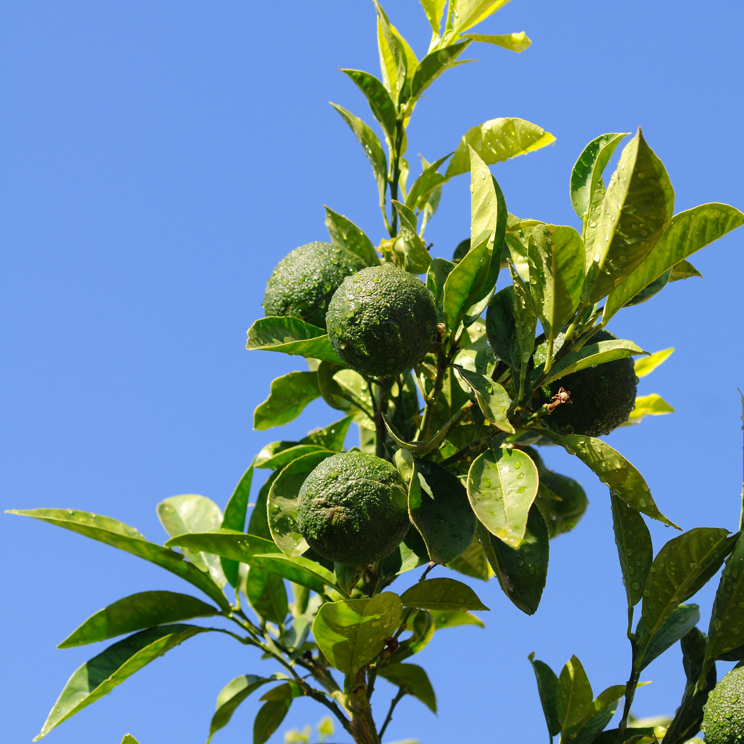 Petit grain bigarade