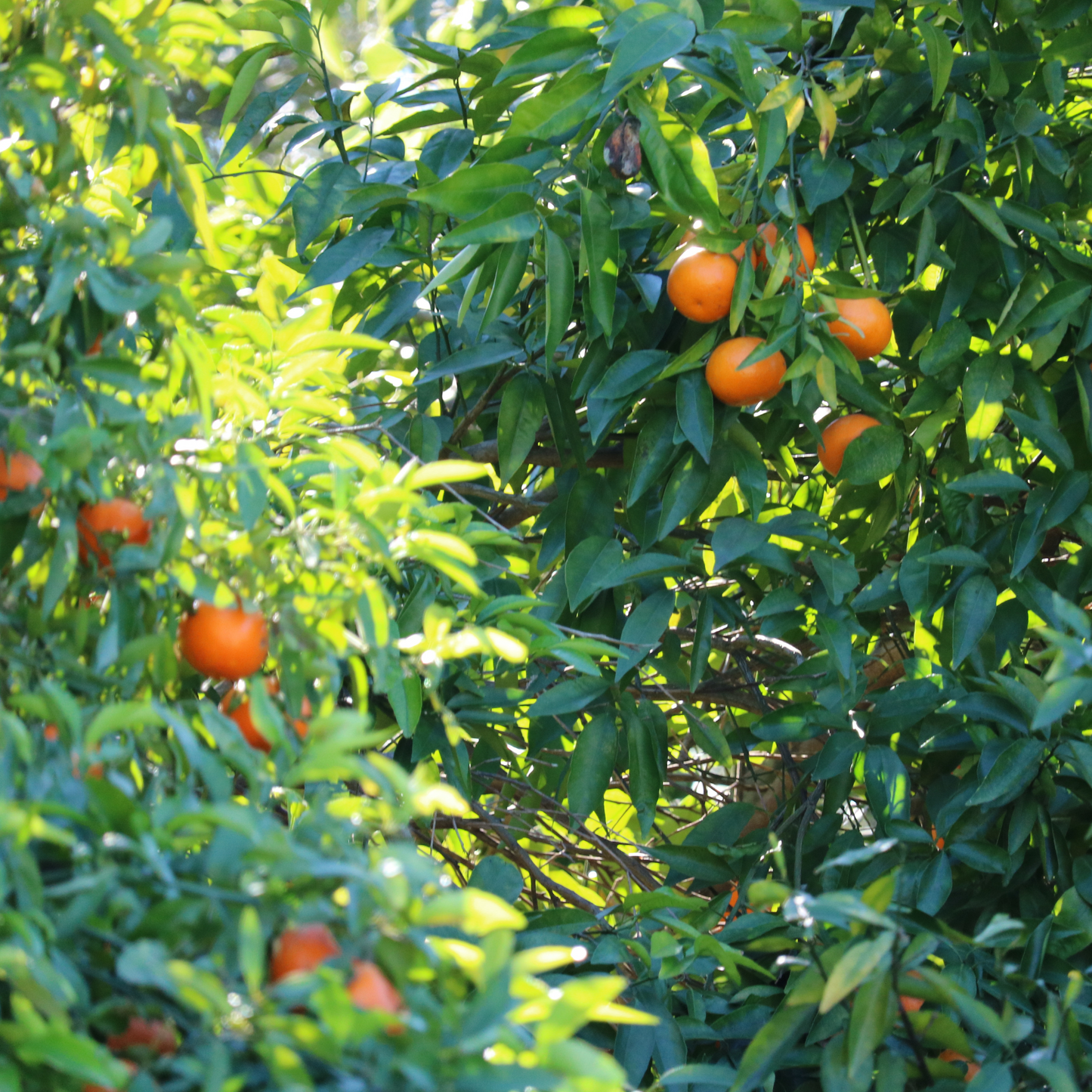 Petit grain clémentinier