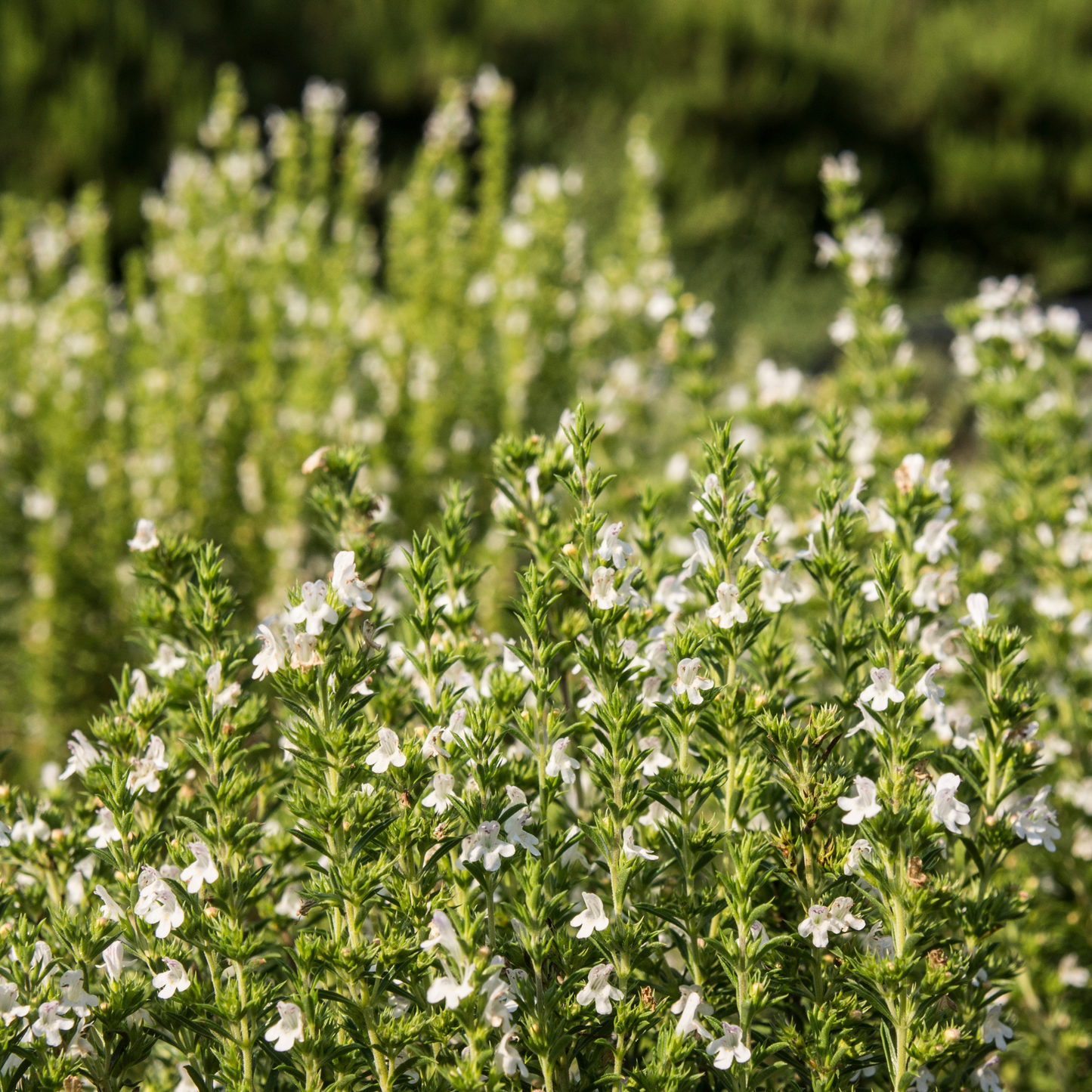 Sarriette des montagnes