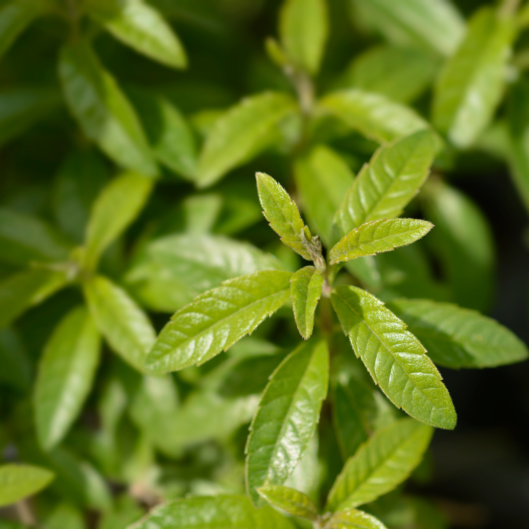 Verveine citronnée