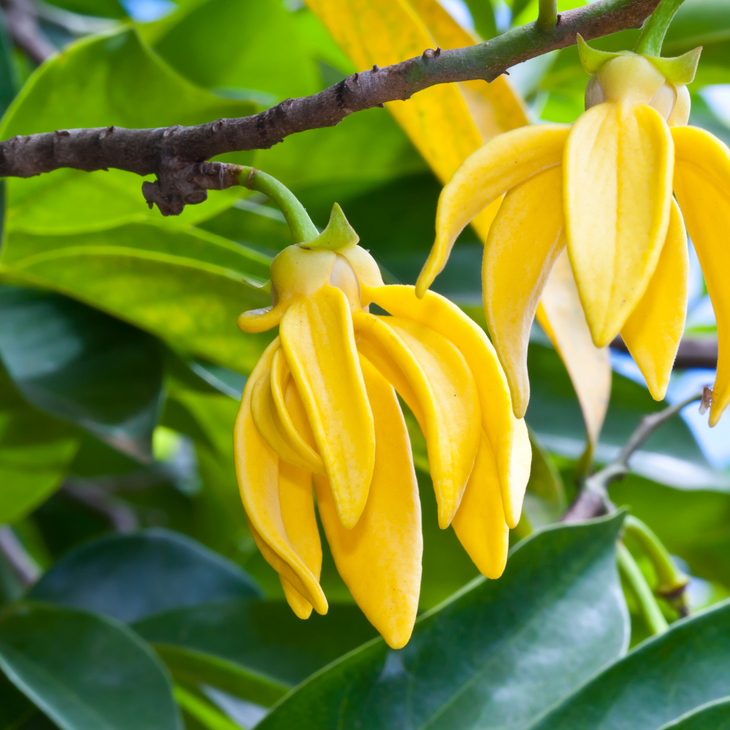 Ylang Ylang