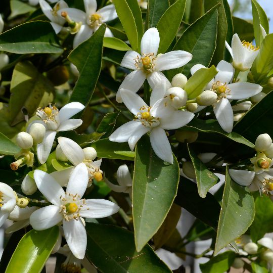 Fleur d'oranger