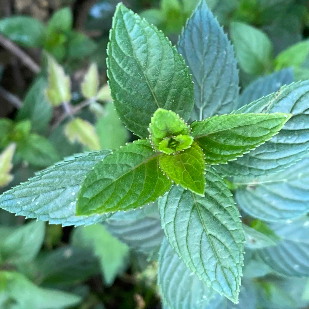 Menthe poivré