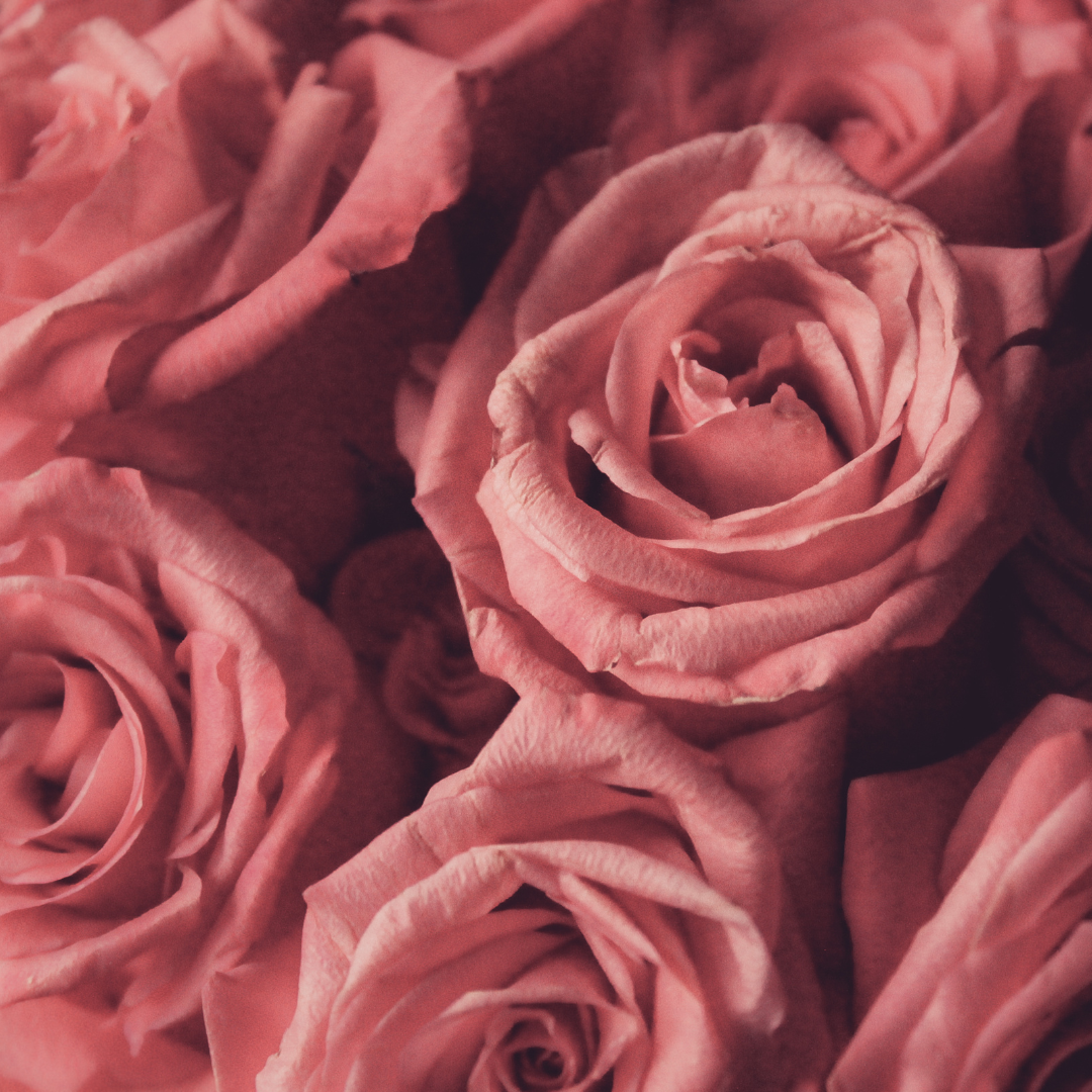 Rose ancienne