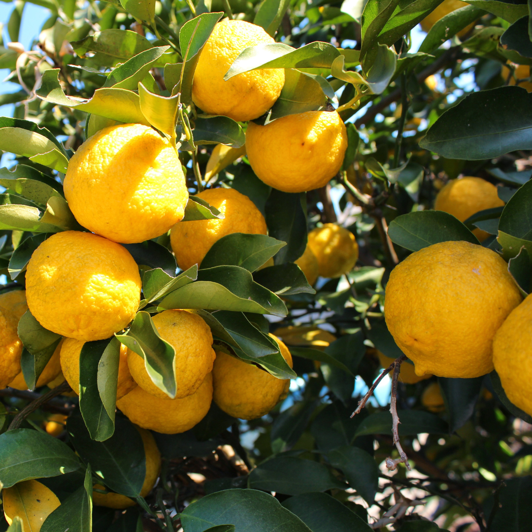 Yuzu