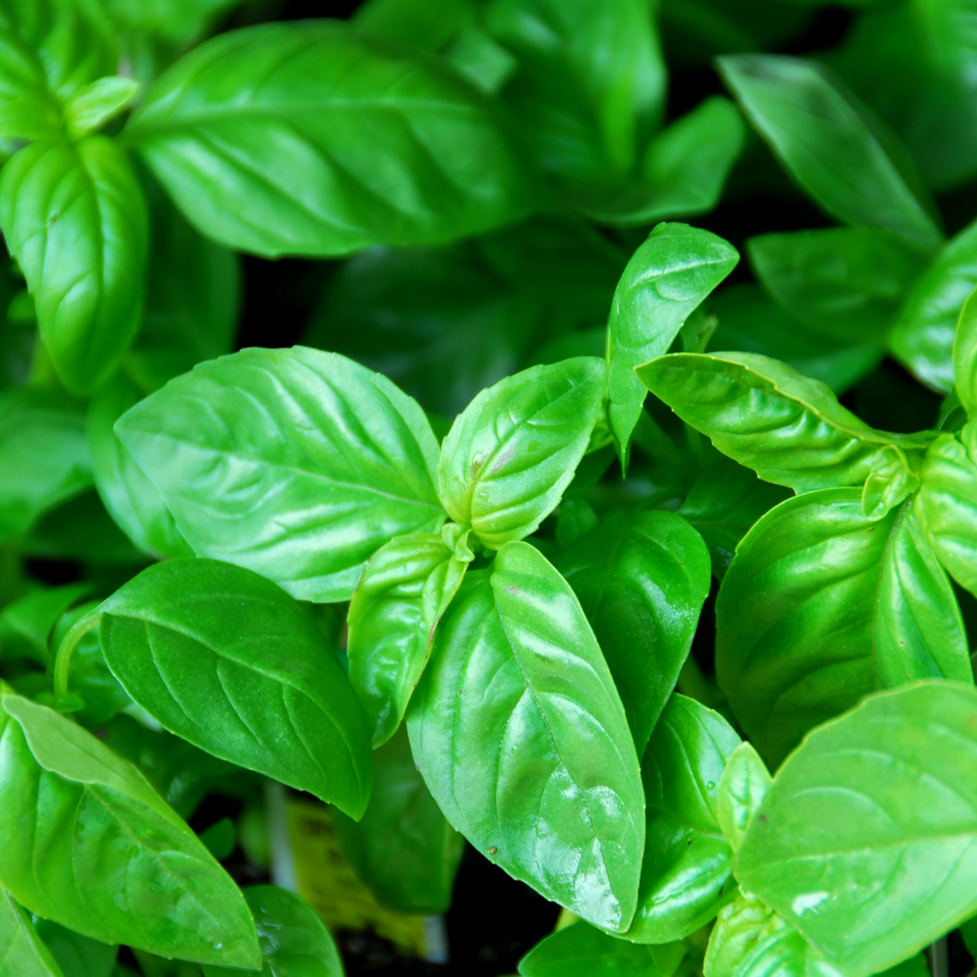 Basilic exotique