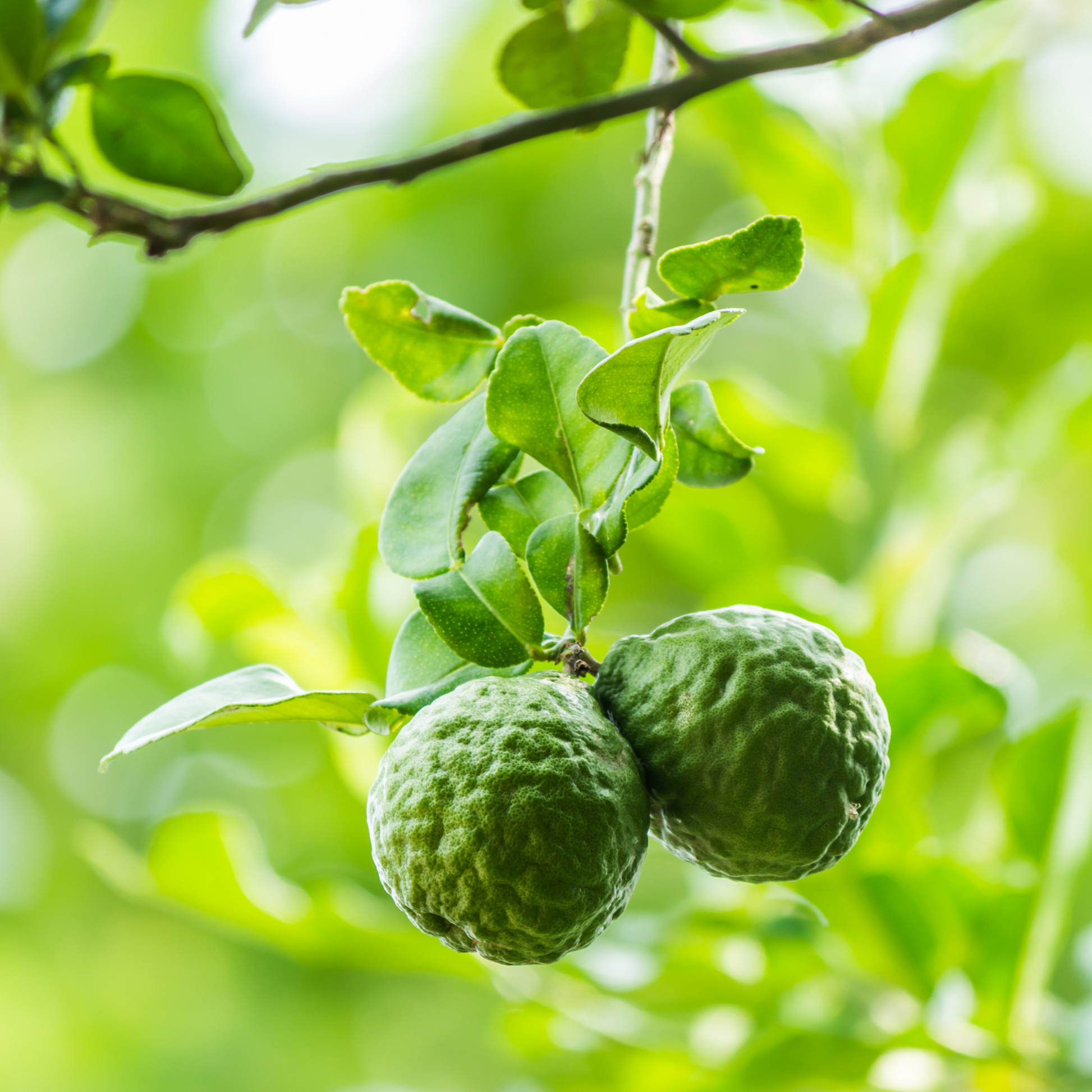 Bergamote