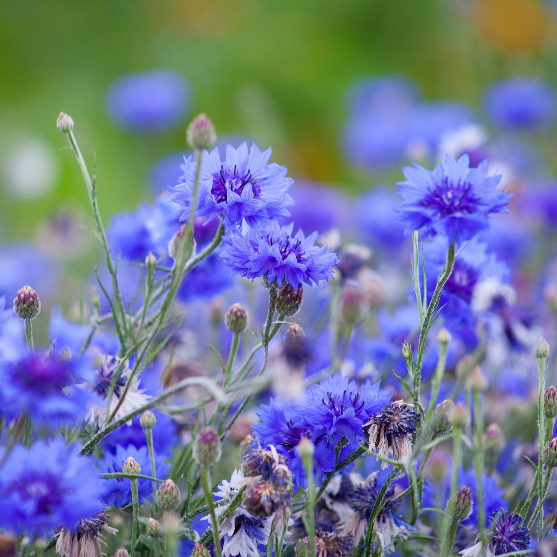 Bleuet
