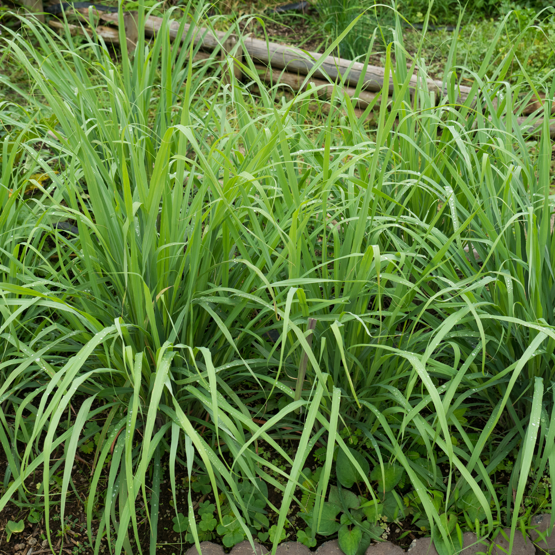 Citronnelle de Java