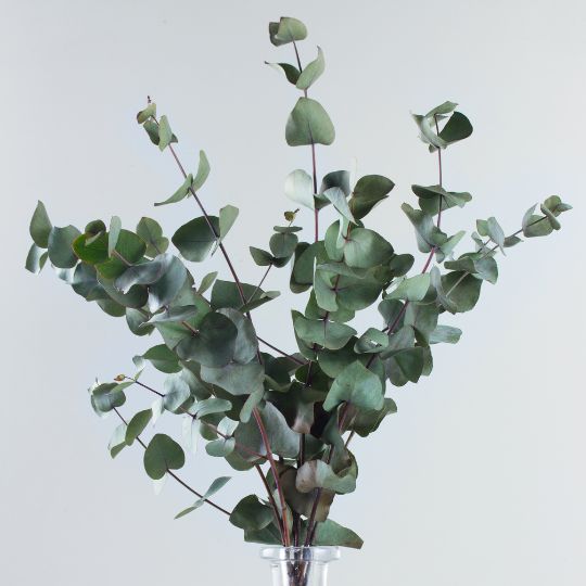 Savon Eucalyptus