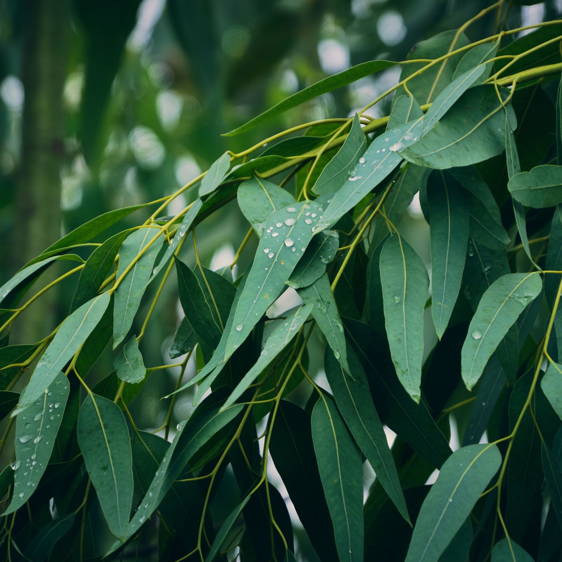Eucalyptus Globulus