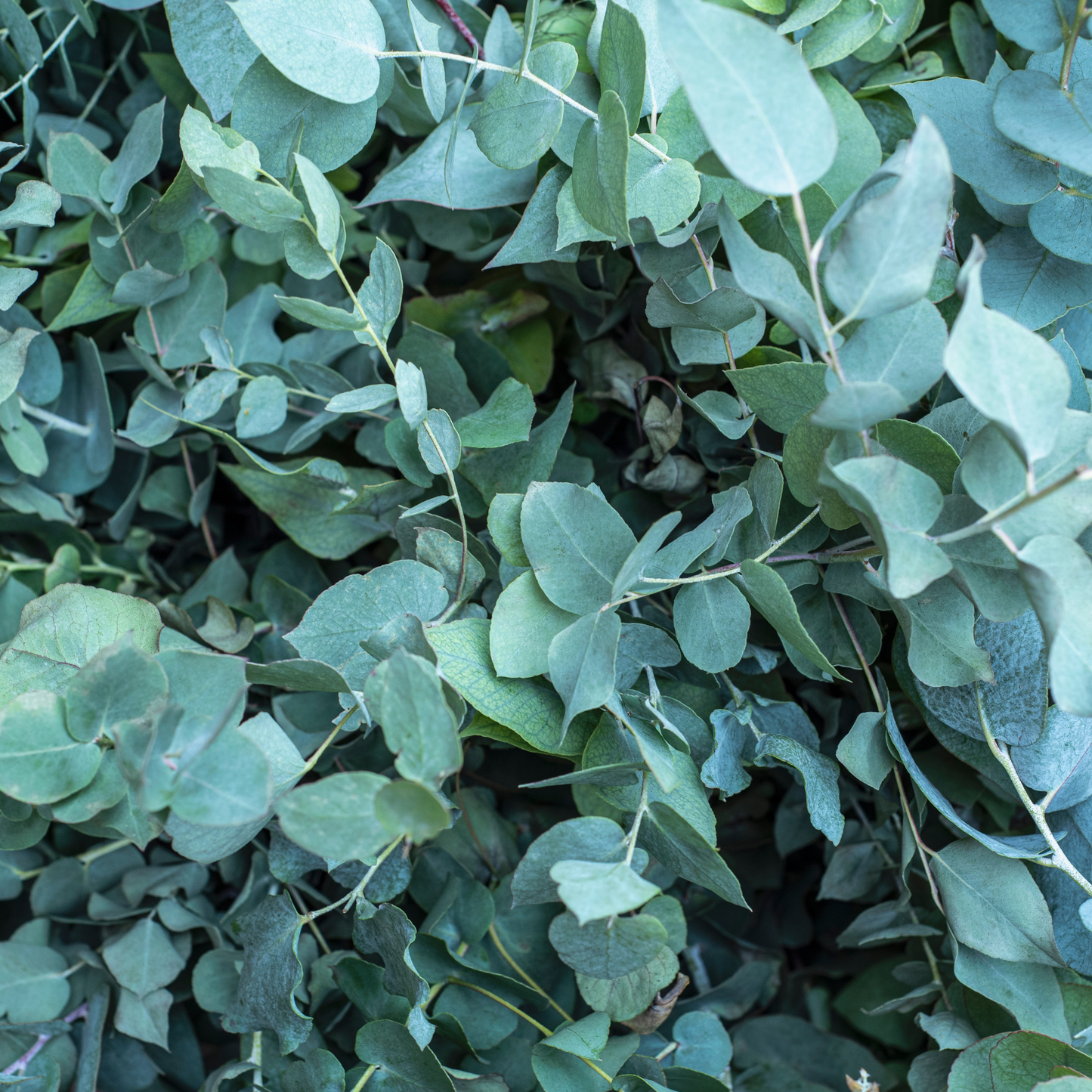 Eucalyptus globulus