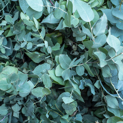 Eucalyptus globulus