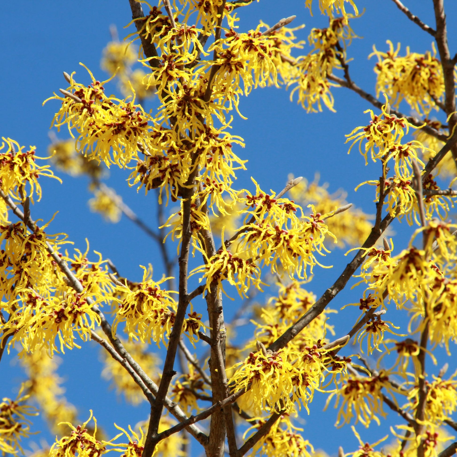 Hamamelis