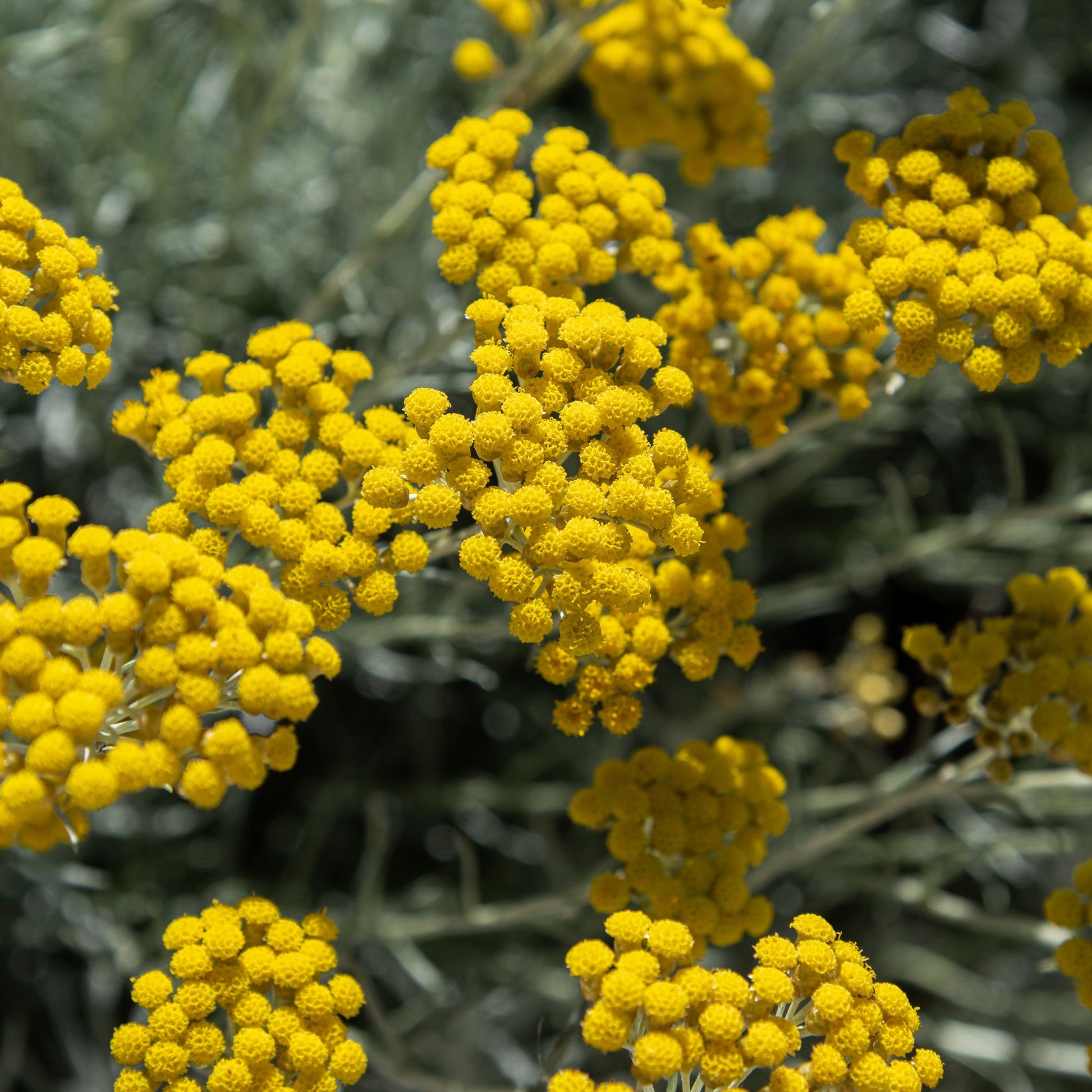 Hélichryse Italienne Immortelle