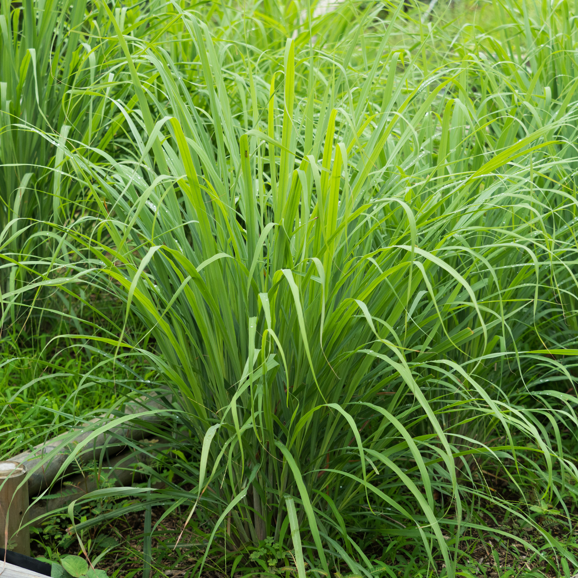 Lemongrass