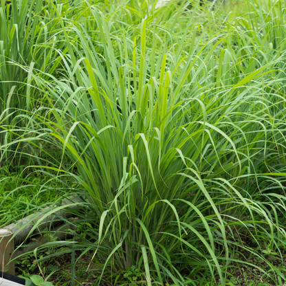 Lemongrass