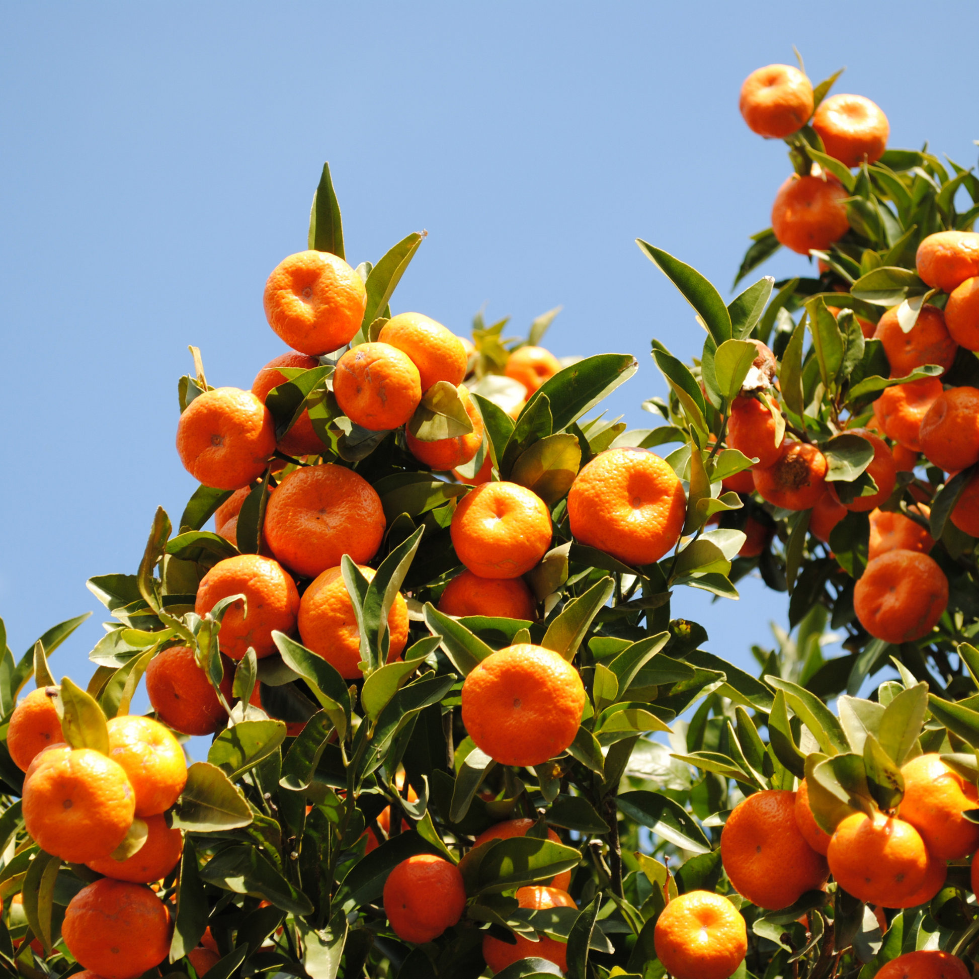 Mandarine