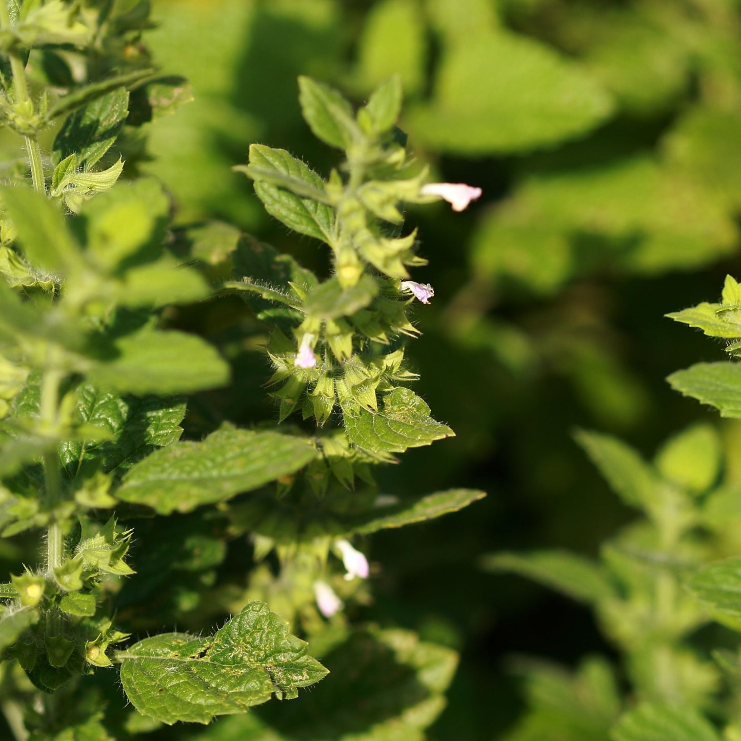 Melisse officinale