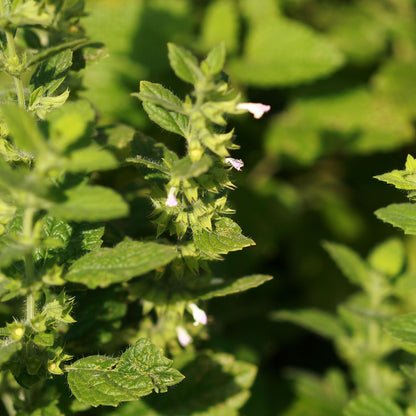 Melisse officinale