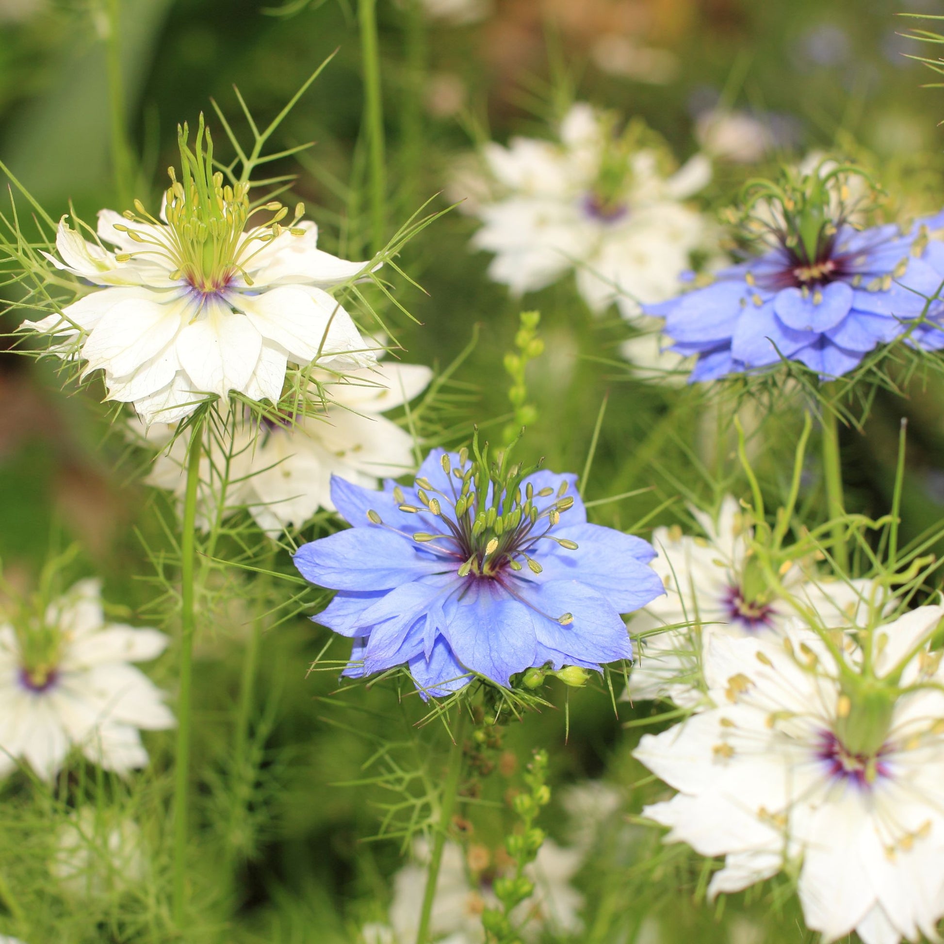 Nigelle