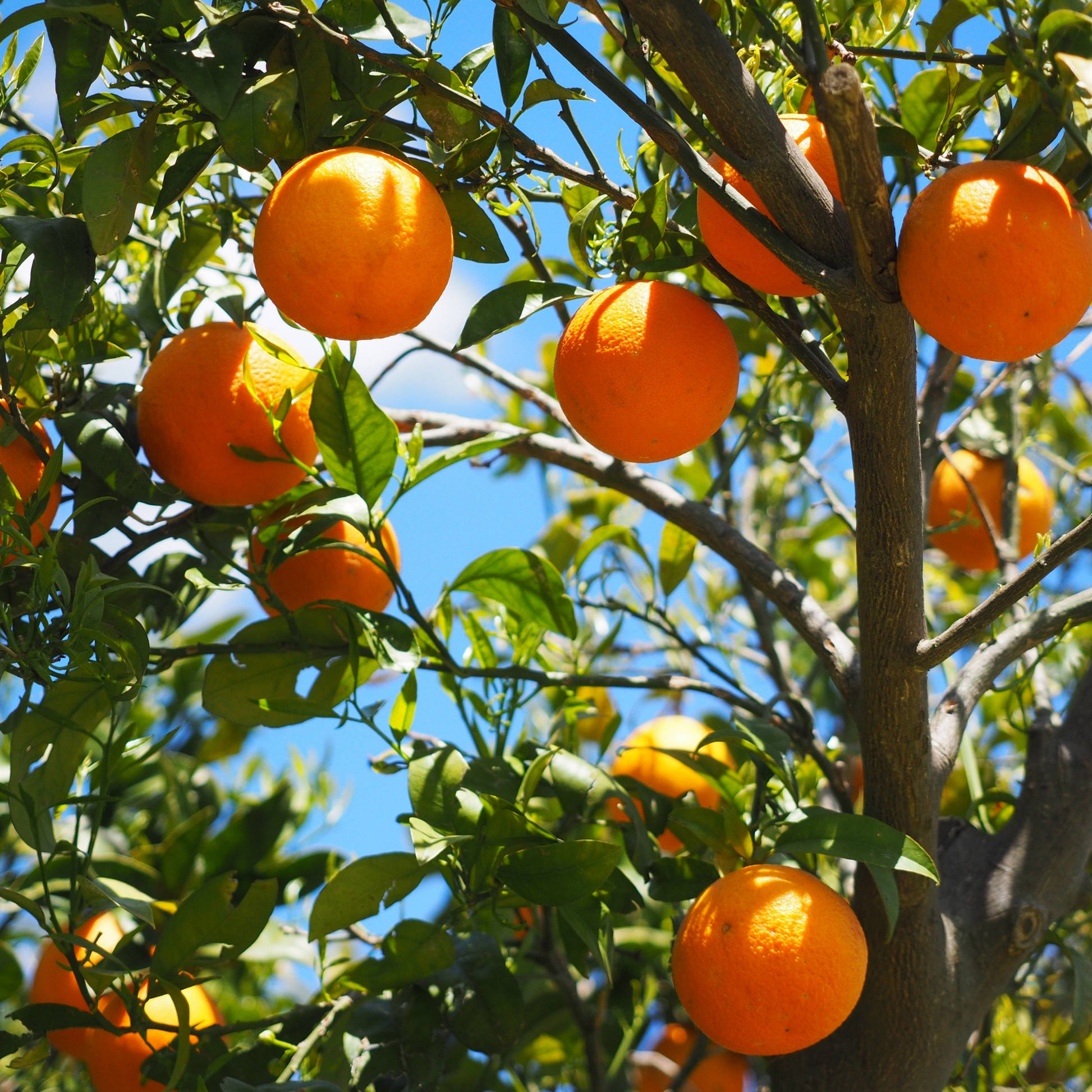 Orange douce