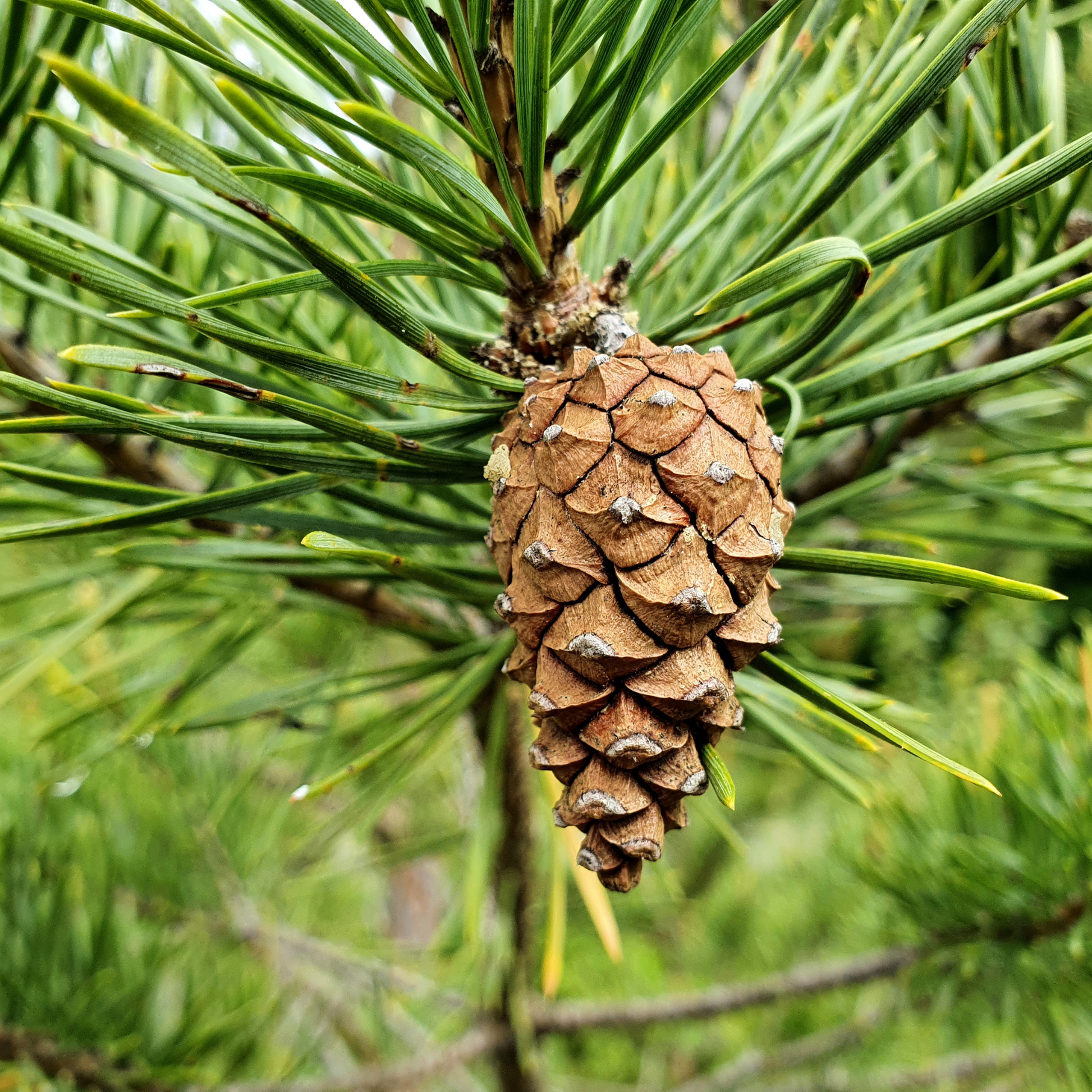 Pin sylvestre