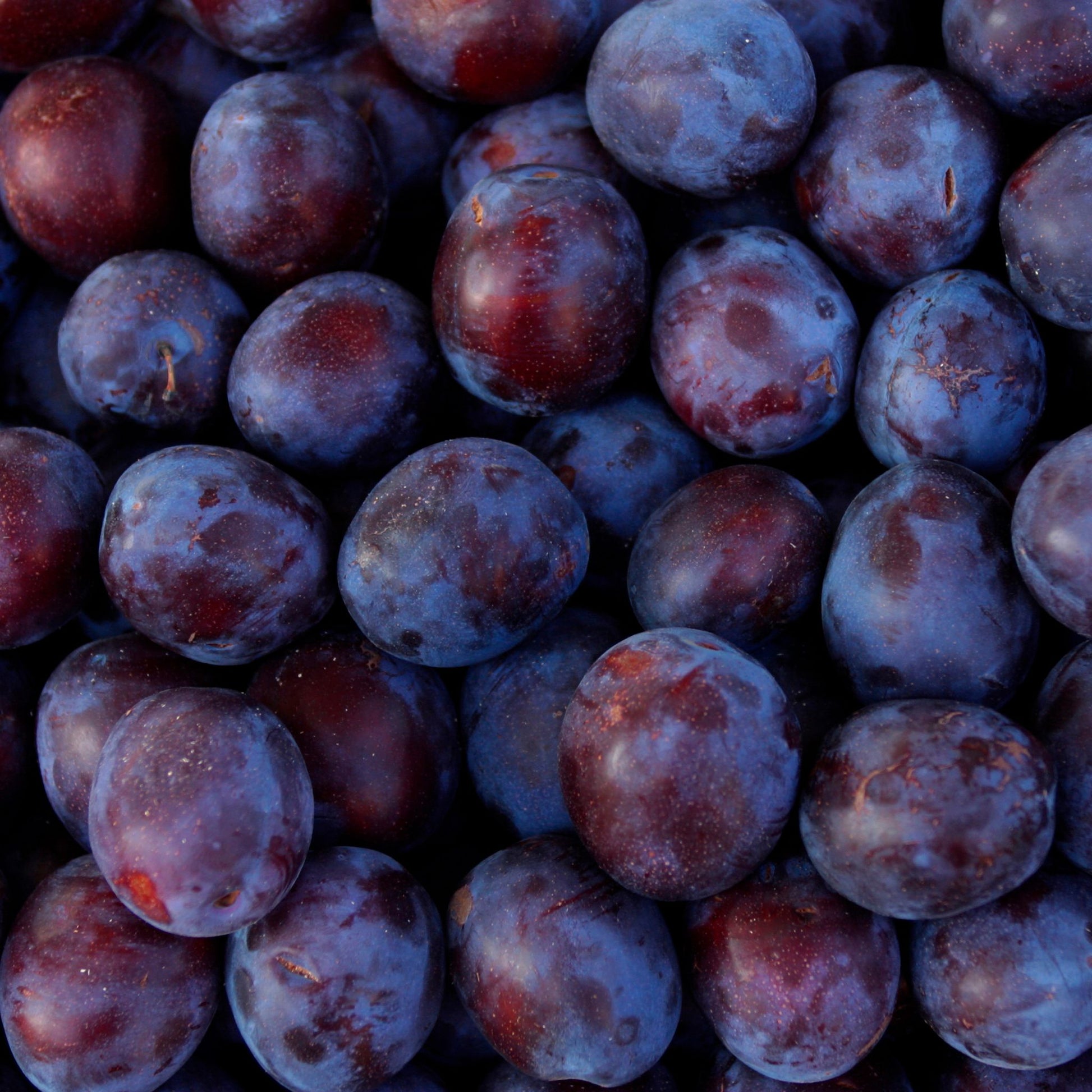 Prune