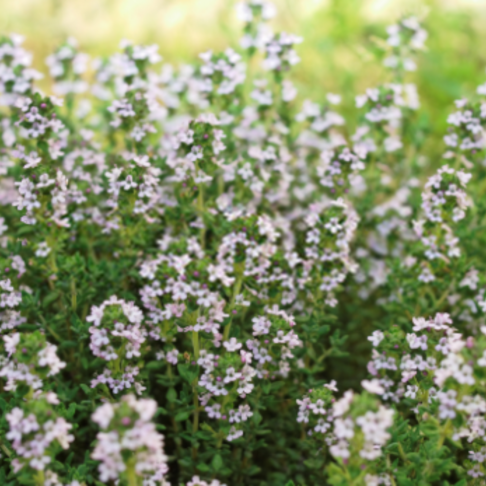 Thym Thymol