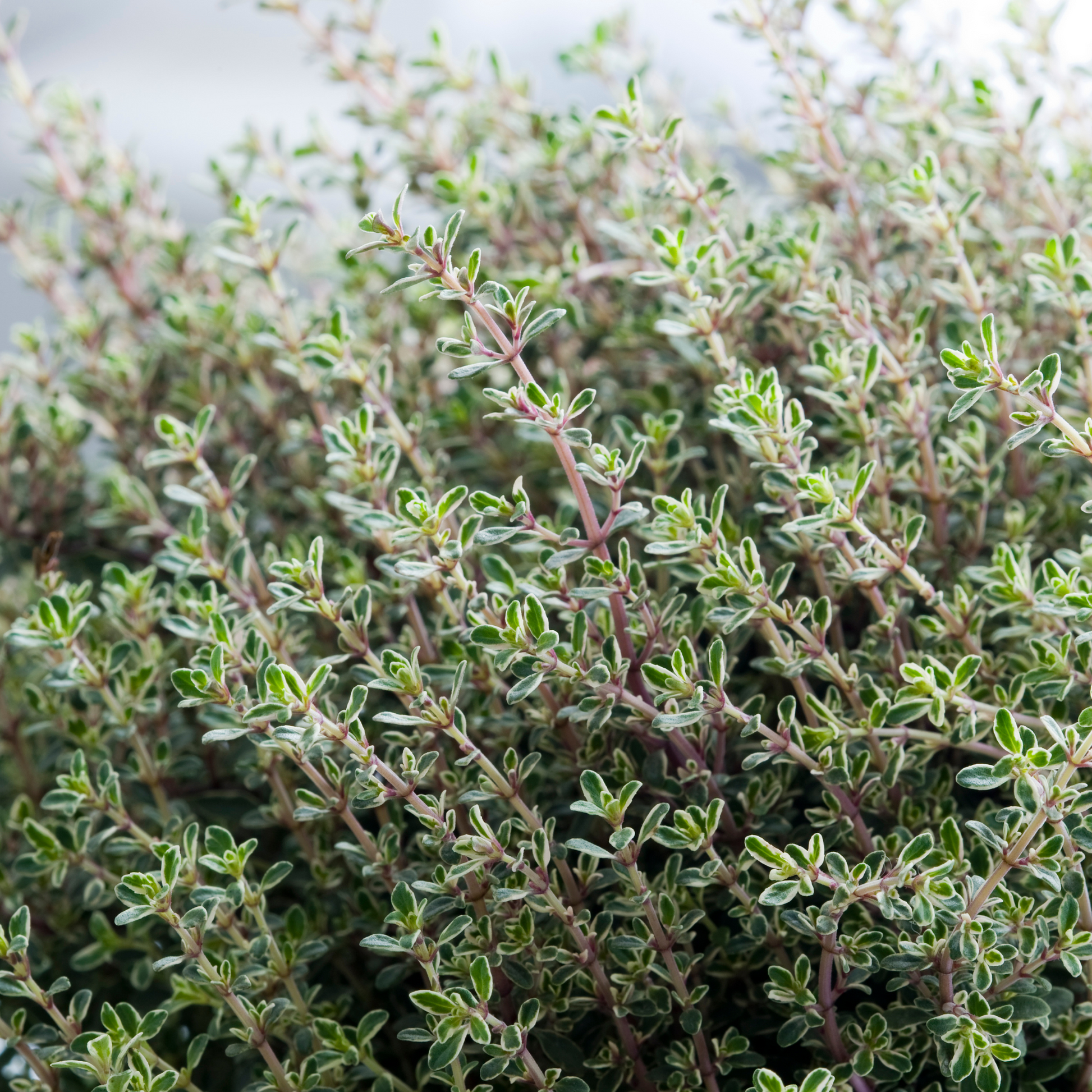 Thym thujanol