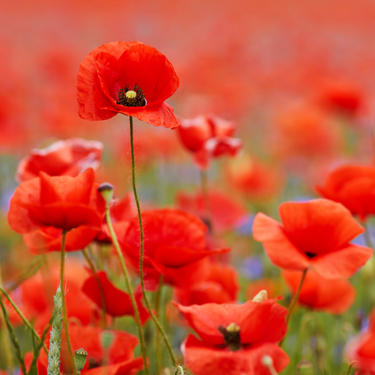 coquelicot