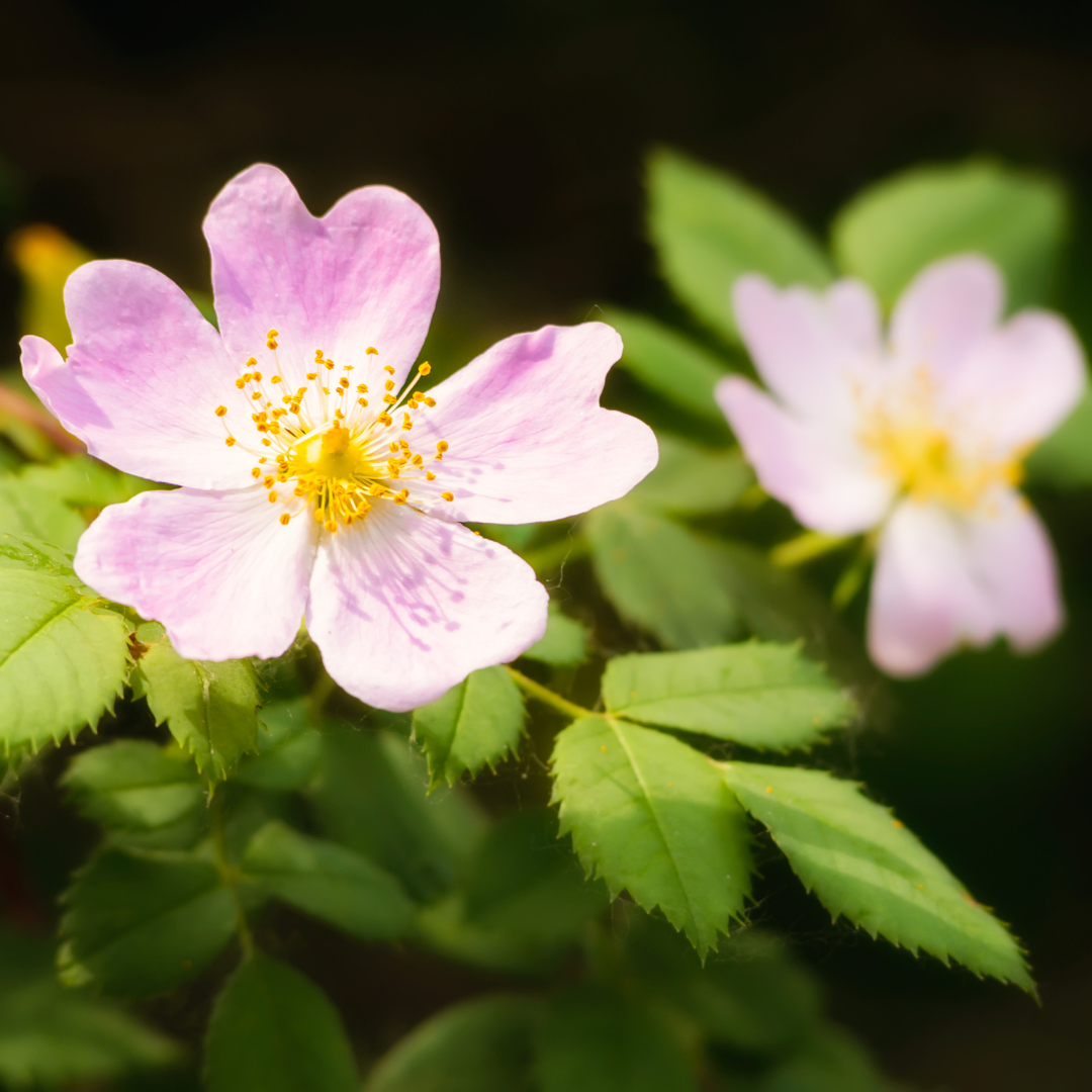 Eglantine