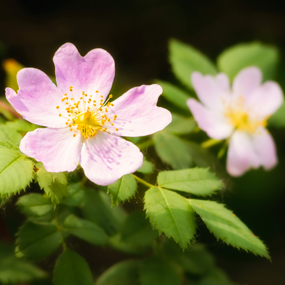 Eglantine
