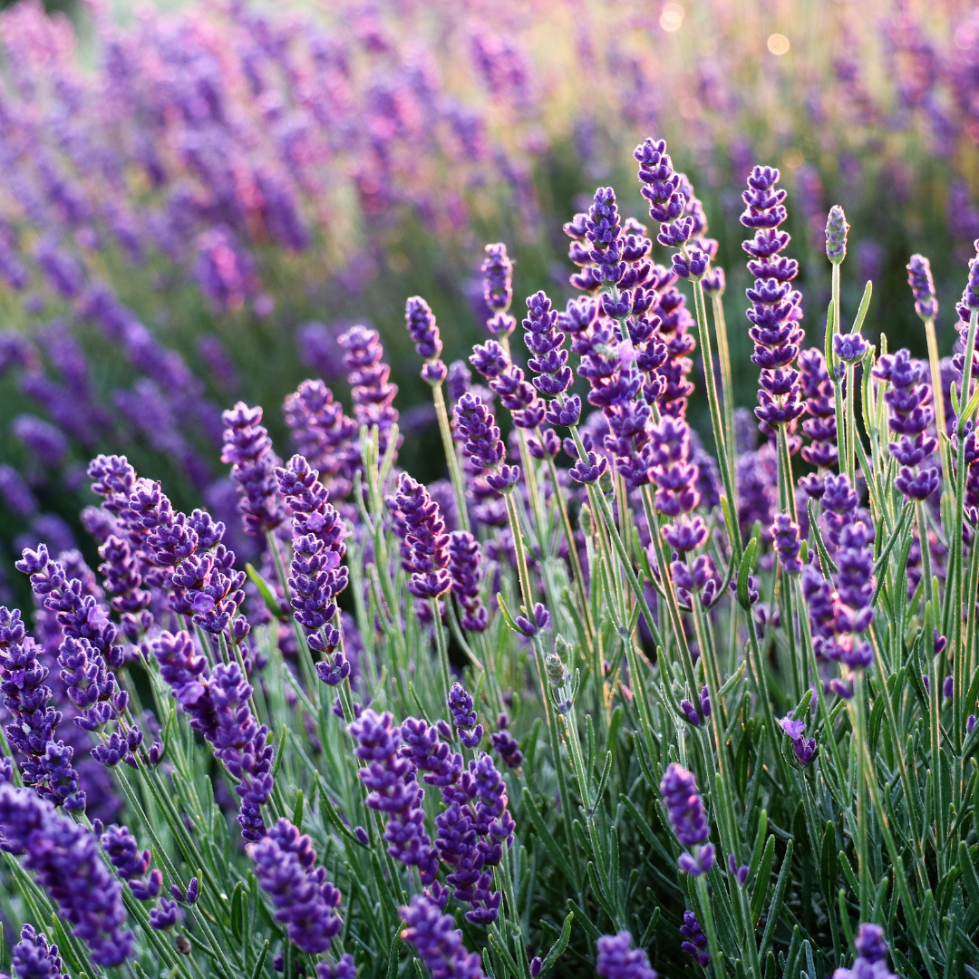 Fleur de lavandin