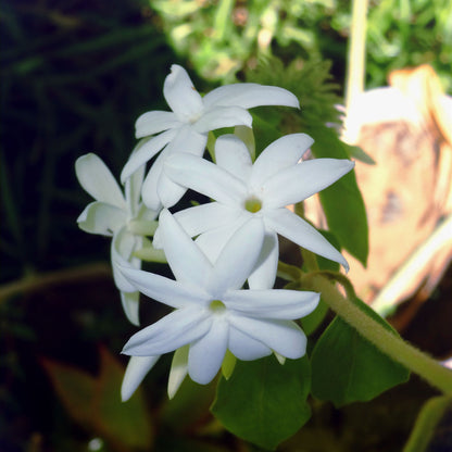 Jasmin