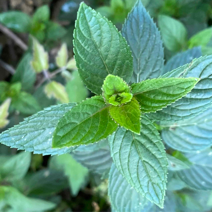 Menthe poivré 