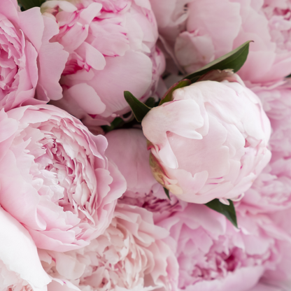 Pivoine