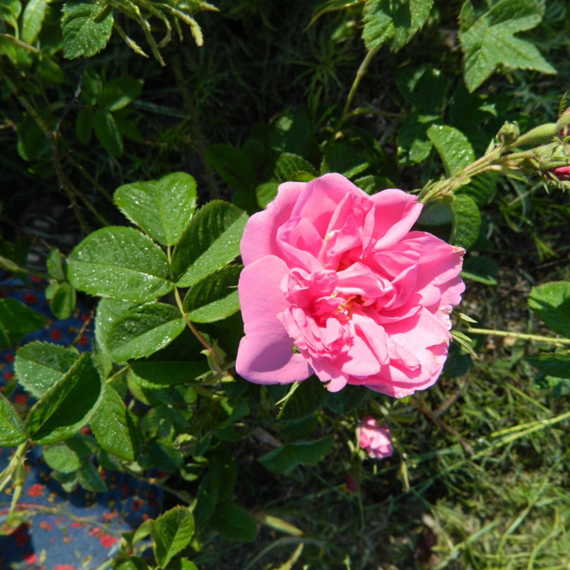 Rose de Damas
