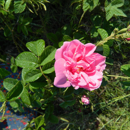 Rose de Damas