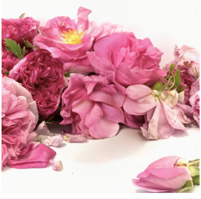 Rose de Damas