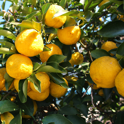 Yuzu